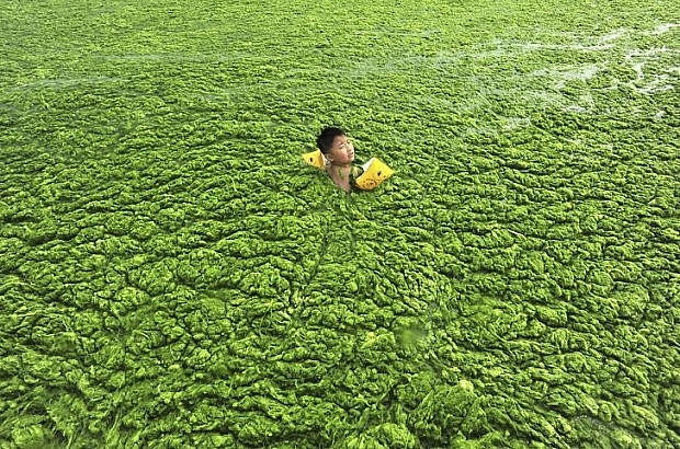 Một lượng lớn tảo biển che phủ toàn bộ bề mặt bờ biển Thanh Đảo, Trung Quốc