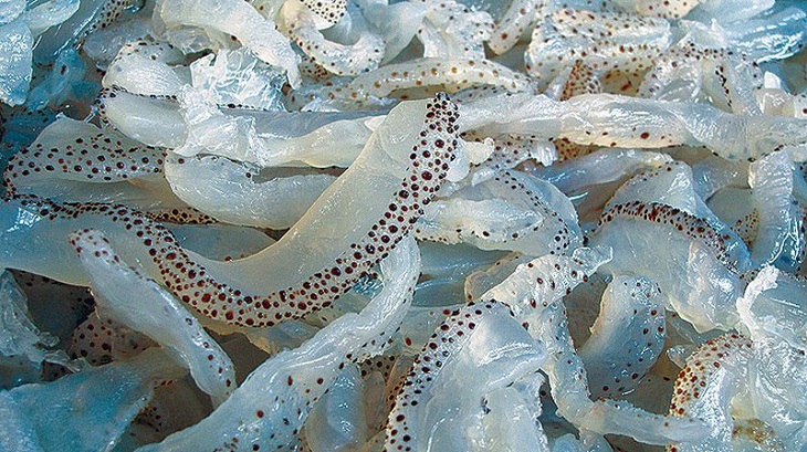giá sứa biển 