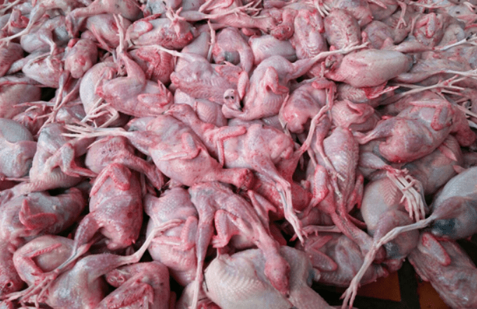 giá thịt chim cút