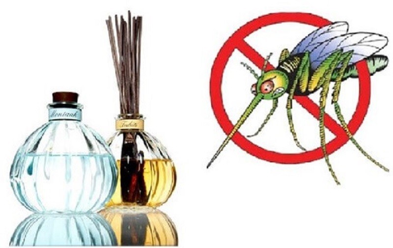 Cách dùng tinh dầu thiên nhiên đuổi ruồi