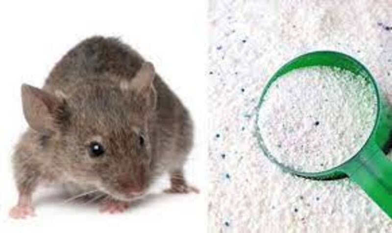 Cách đuổi chuột bằng bột xà phòng