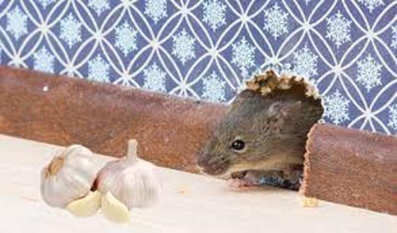 Cách diệt chuột bằng tỏi