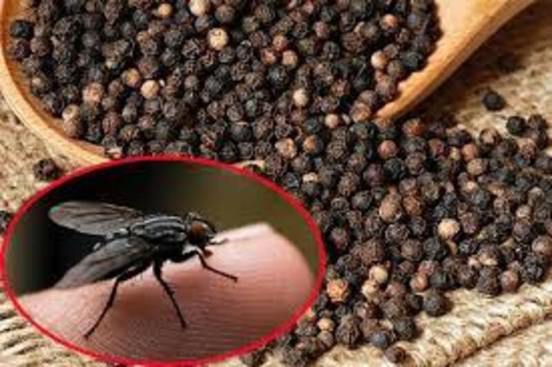 Cách đuổi ruồi hiệu quả bằng hạt tiêu đen