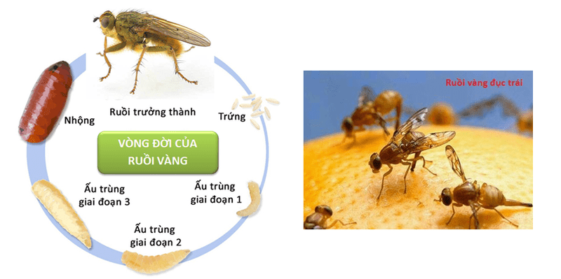 Đặc điểm và vòng đời của ruồi giấm
