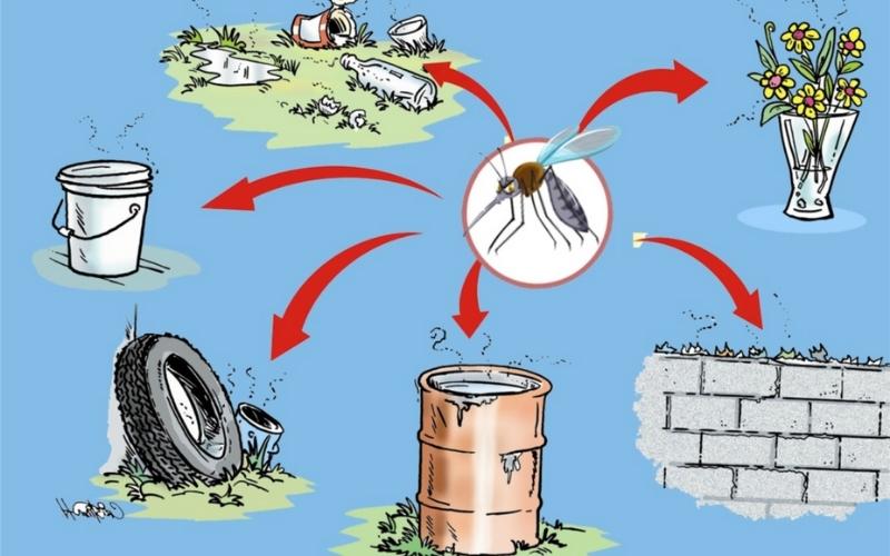 Những cách phòng chống muỗi hiệu quả