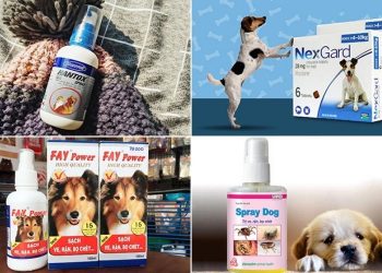 Review 10 loại thuốc diệt ve chó tốt nhất trên thị trường