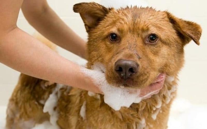 Tắm cho chó thường xuyên với xà phòng