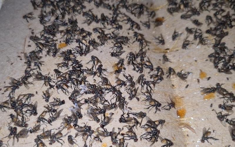 Thuốc diệt ruồi có bao nhiêu loại?