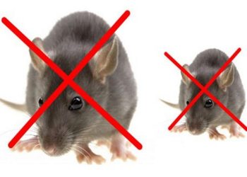 Top 15 loại thuốc diệt chuột tốt nhất hiện nay
