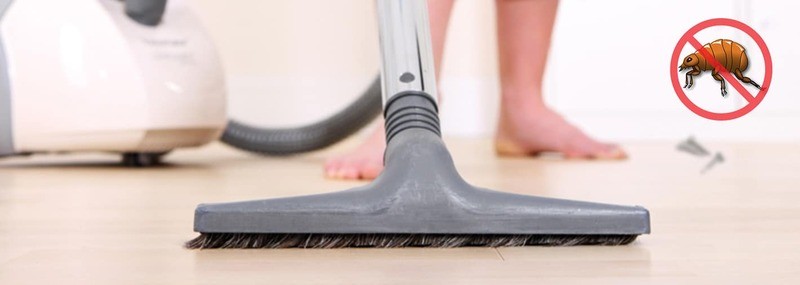 Vệ sinh nhà cửa sạch sẽ hạn chế bọ chét