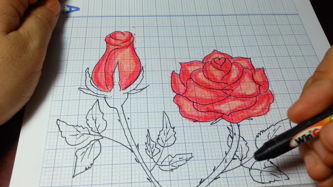 cách vẽ hoa hồng 20