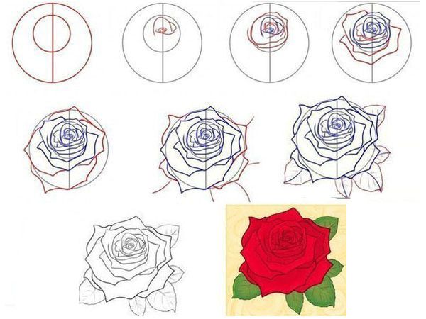 cách vẽ hoa hồng 21