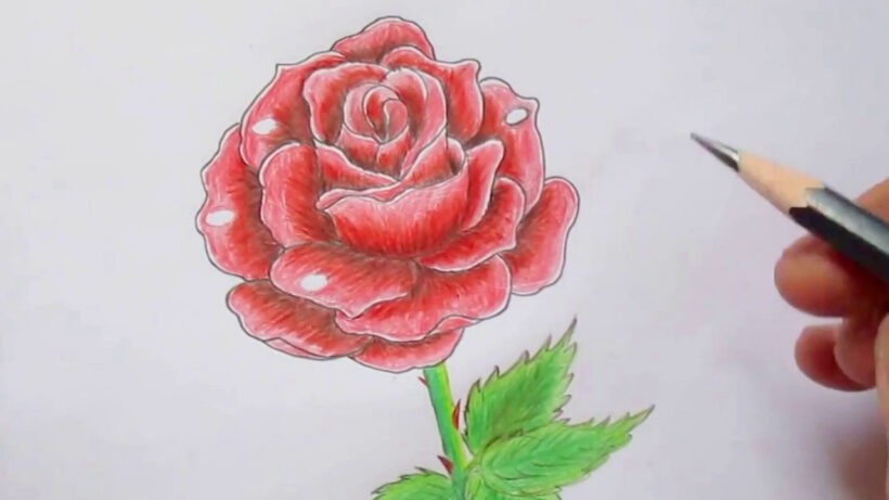 cách vẽ hoa hồng 29