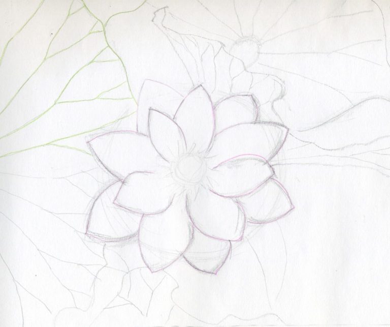 cách vẽ hoa sen 15