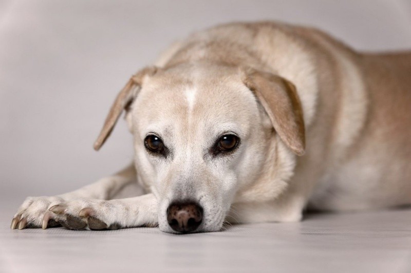 Các triệu chứng ngộ độc chó thường gặp
