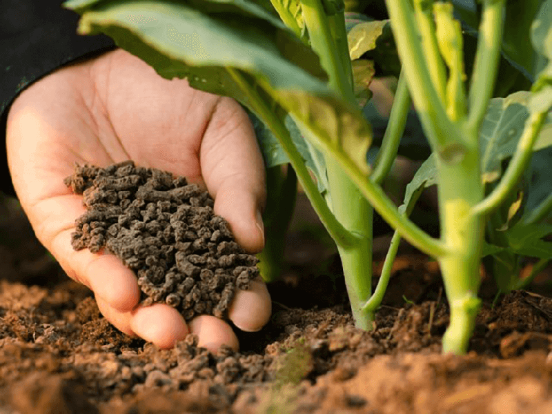 cách ủ đất trồng rau 1