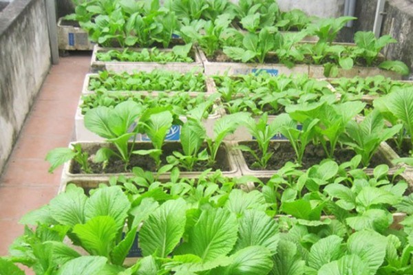 cách ủ đất trồng rau 7
