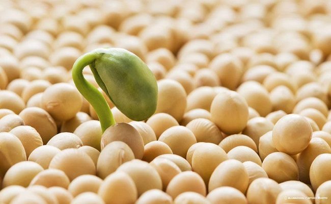 Giá trị dinh dưỡng của mầm đậu nành 1