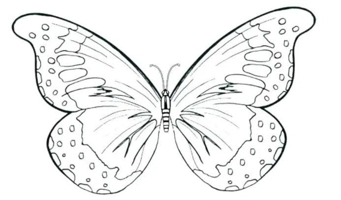 vẽ con bướm 32