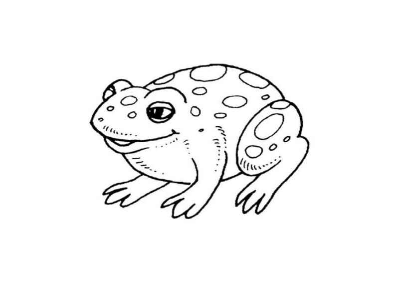 cách vẽ con ếch 10