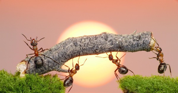 Thú vị về loài kiến ​​1