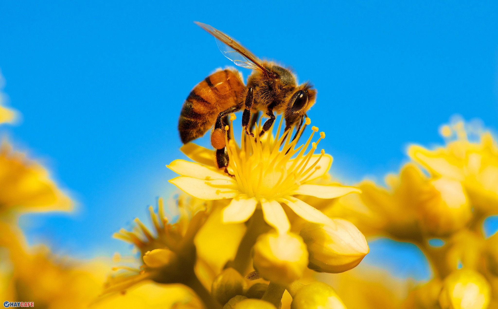 Những điều thú vị về loài ong 1