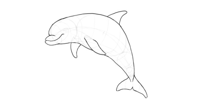 Hướng dẫn chi tiết cách vẽ cá heo với 7 bước đơn giản