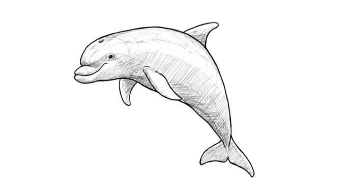 vẽ một con cá heo 12