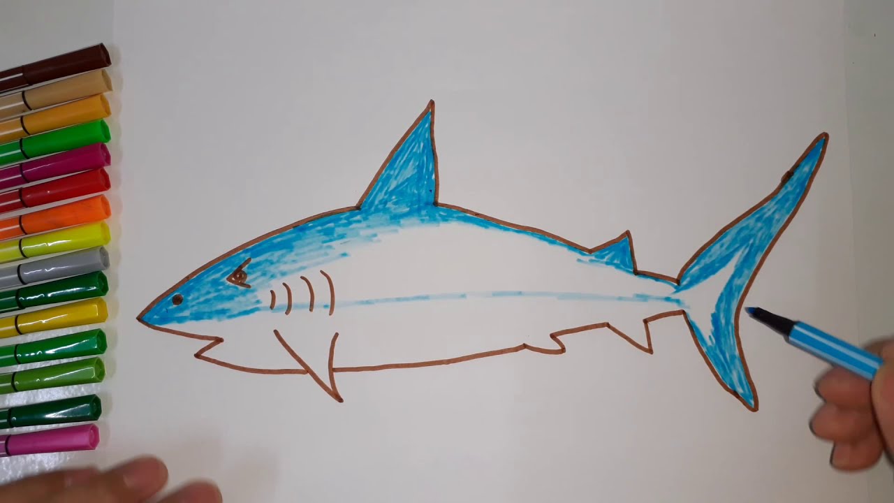 Rất Hay: Cách vẽ con cá mập đơn giản cho bé đến phức tạp dễ thương nhất