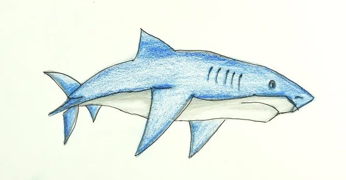 vẽ một con cá mập 12