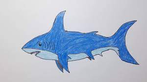 vẽ con cá mập 22
