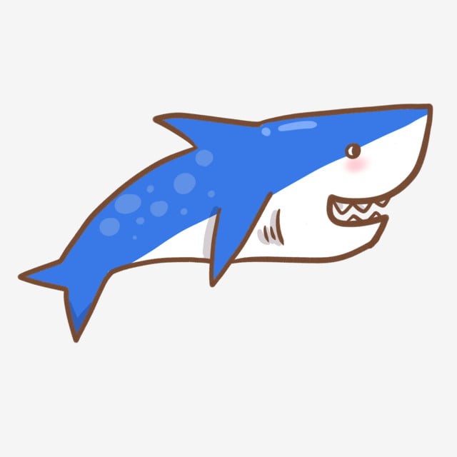 vẽ con cá mập 23