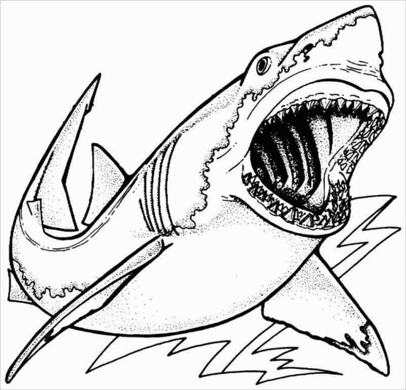 vẽ con cá mập 24