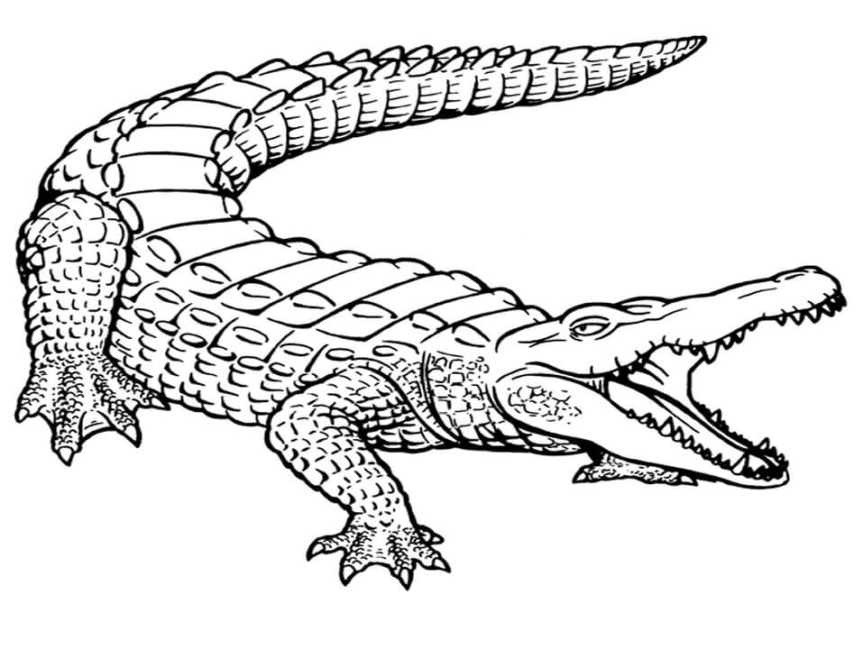 Kỹ năng Cách vẽ con cá sấu Đơn giản và sinh động