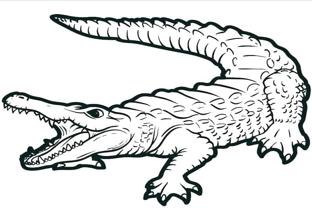 vẽ con cá sấu 15