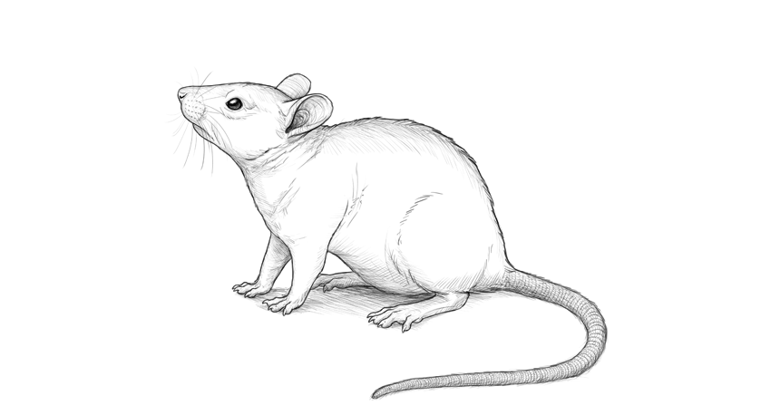 Cách vẽ con chuột đẹp đơn giản [Mẫu hình vẽ chuột cho bé dễ thương]