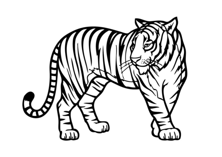 Vẽ con hổ siêu dễ dàng với các bước vô cùng đơn giản