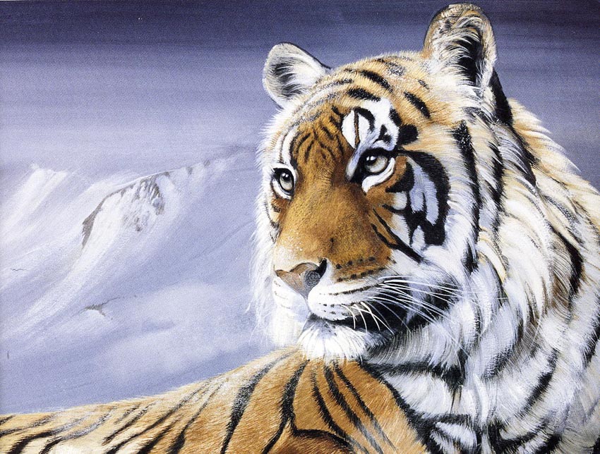 vẽ 16 con hổ