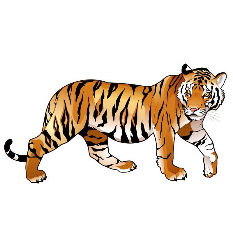 vẽ con hổ 18