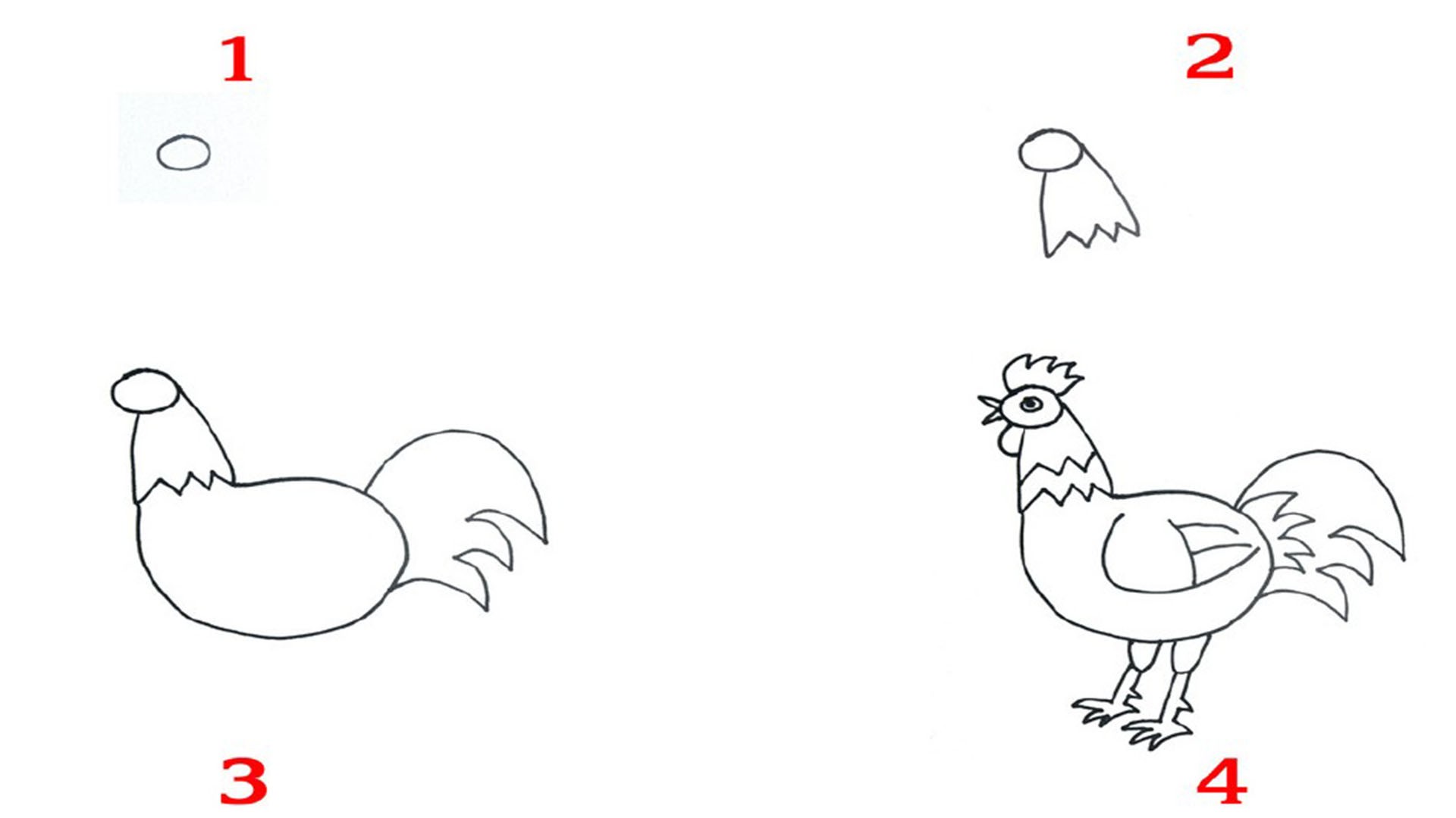 vẽ con gà trống 11