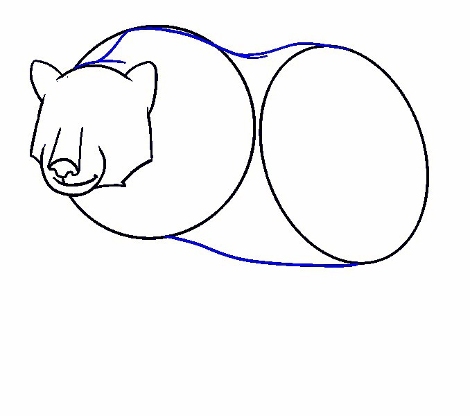 vẽ con gấu 13