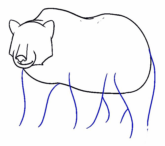 vẽ con cái gấu 14