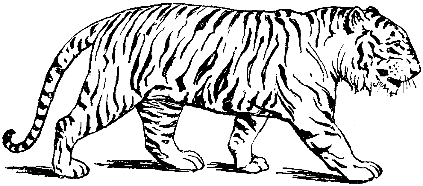 vẽ con hổ 12