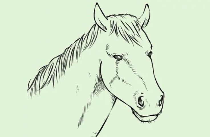 vẽ 24. con ngựa