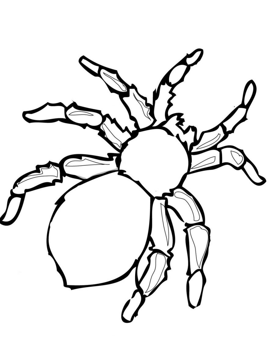 vẽ con nhện 15