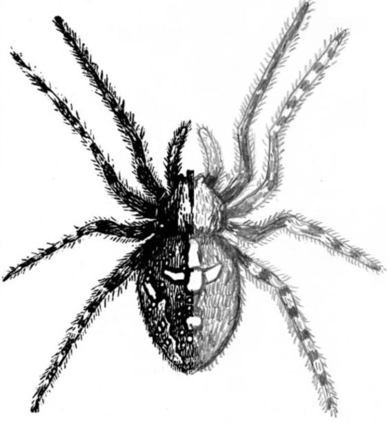 vẽ con nhện 19