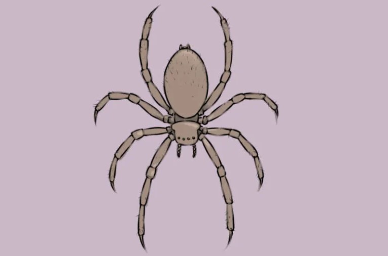 vẽ con nhện 20
