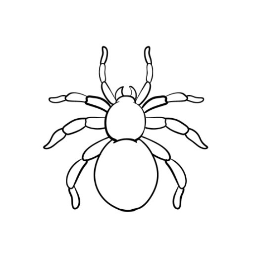 vẽ con nhện 5