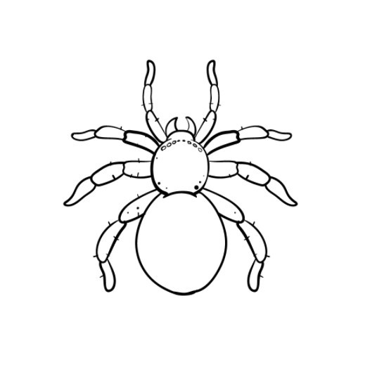 vẽ con nhện 6