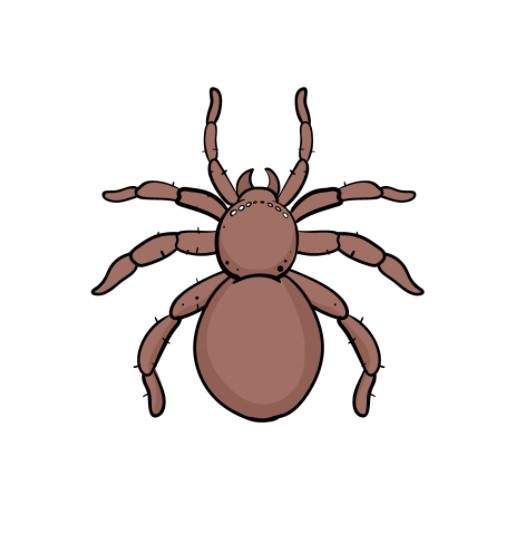 vẽ con nhện 7